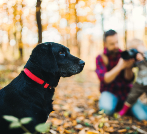 Submit a Pet Photo